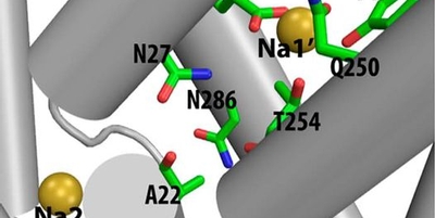 Mechanism of the Association between Na+ Binding and Conformations at the Intracellular Gate in Neurotransmitter:Sodium Symporters