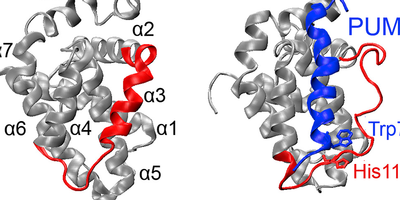 Dynamics of the BH3-Only Protein Binding Interface of Bcl-xL