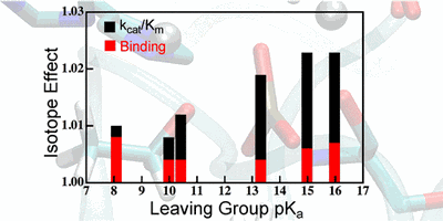 Substrate and Transition State Binding in Alkaline Phosphatase Analyzed by Computation of Oxygen Isotope Effects